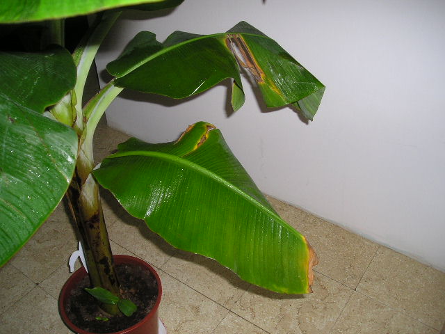 Musa Bananarama